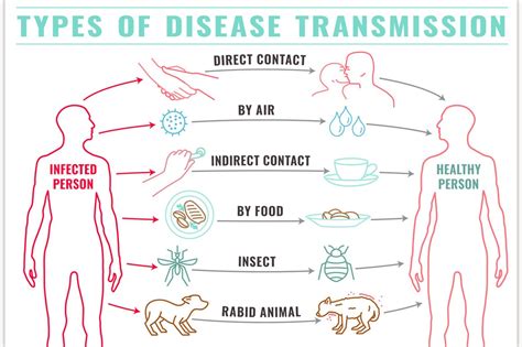 Disease Transmission Types Animal Illustrations ~ Creative Market