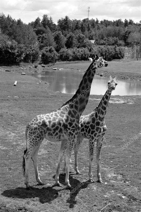 La Jirafa Giraffa Camelopardalis Es Un Mamífero Ungulado De Dedos