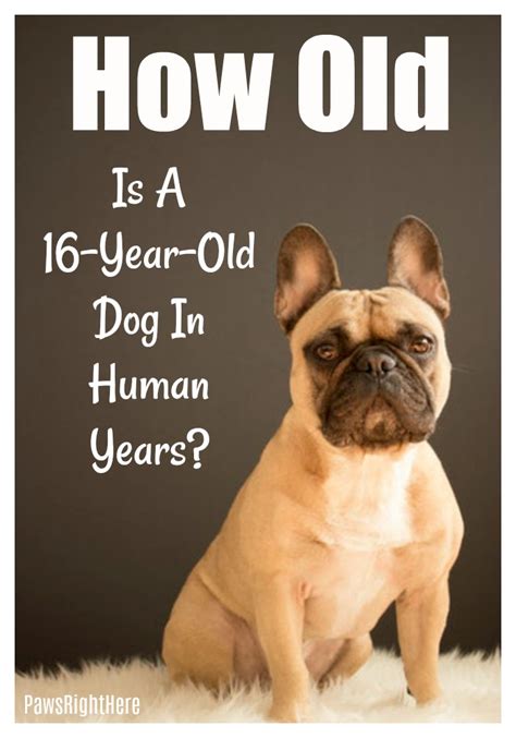 We do this mostly because it is fun to speculate how old our pets would be if they suddenly transformed into a human, although there is a practical use, too. A 16-Year-Old Dog Is How Old In Human Years? - Paws Right Here