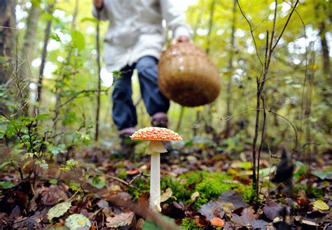 Experts Warn Of The Dangers Of Eating Wild Mushrooms Cbs News
