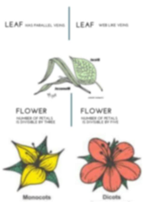 Tabulate The Differences Between Monocot And Dicot Pl