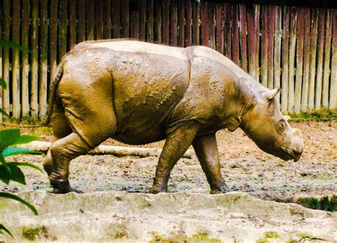 One of the last 10 Sumatran rhinos in captivity passes away in Sabah