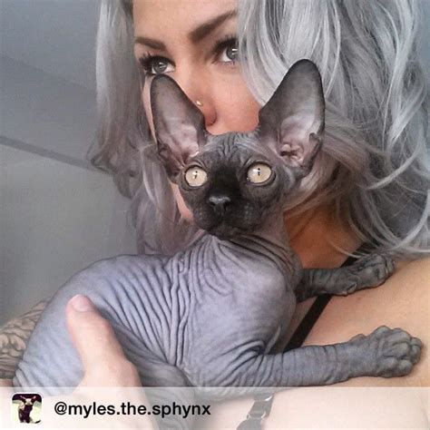 The sphynx cat (or hairless sphynx cat, canadian cat, hairless mexican cat, or egyptian cat, named after egyptian sphinx) is a breed of cat developed in the 1960s with a very. Amazing Facts You Have to Know About Donskoy Cat | Sphynx ...