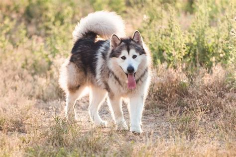 Alaskan Malamute Breed Characteristics Care And Photos Bechewy