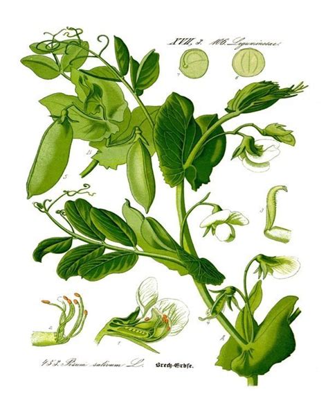 Pea Plant Pisum Sativum Vegetable Illustration Painting Art Real Canvas