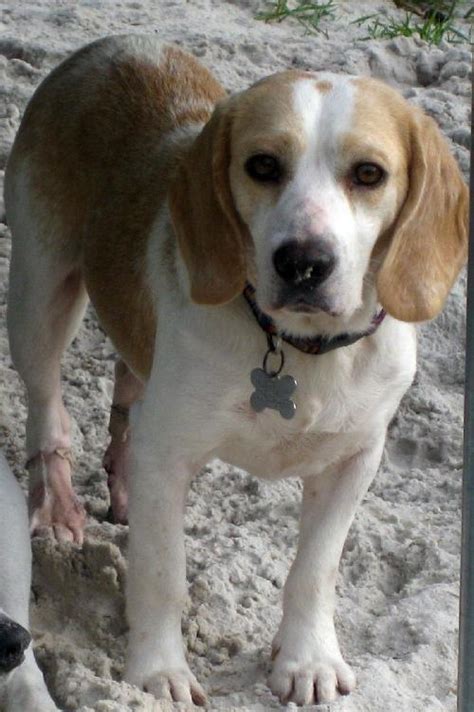 Meet your new best friend at beagle paws rescue. Snoop Dog the Lemon Beagle's Web Page