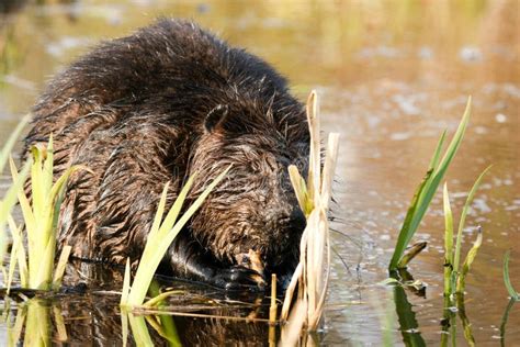 490 Beaver Eating Wood Photos Free And Royalty Free Stock Photos From