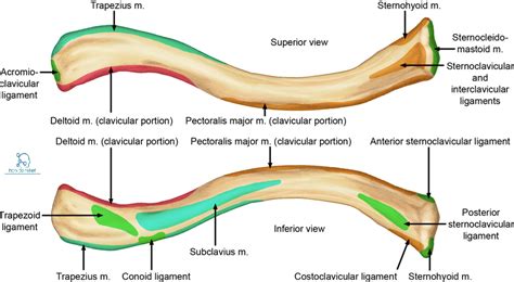 Clavicle Anatomymuscle Attachment And Collarbone Fracture How To Relief