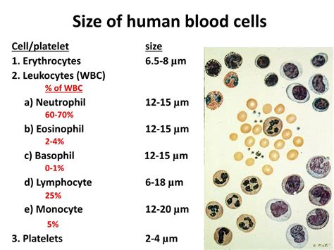 Ppt 4 Percentages Of Cells Powerpoint Presentation Free Download