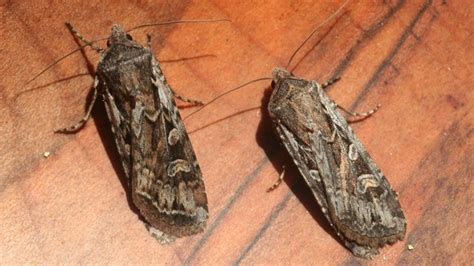 Pueblo Entomologist Shares 4 Things To Know About Miller Moth Migration