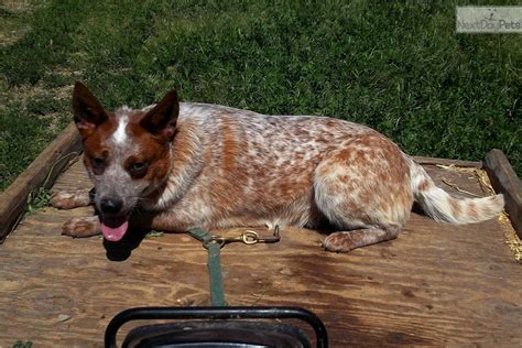 Lizzies Red Female Australian Cattle Dogblue Heeler Puppy For Sale