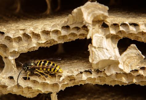 Wasps And Hornet Removal In Reading And Throughout Berkshire