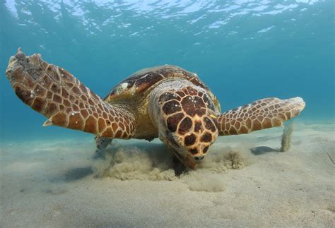 Loggerhead Turtle — The State Of The Worlds Sea Turtles Swot