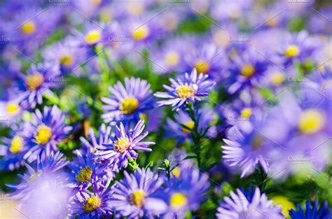 Blue Flowers High Quality Nature Stock Photos ~ Creative Market