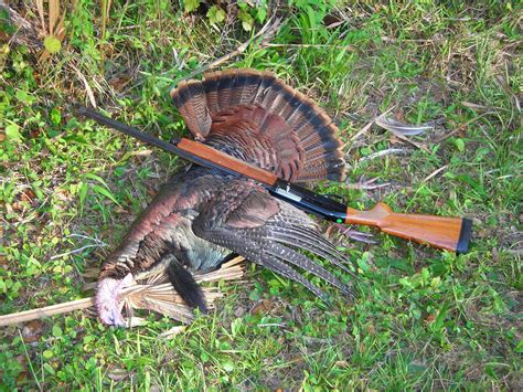 Fall Turkey Hunt Gun And Game Forum