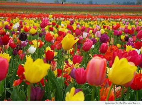 Tulip Pictures Images Graphics For Facebook Whatsapp Page 5