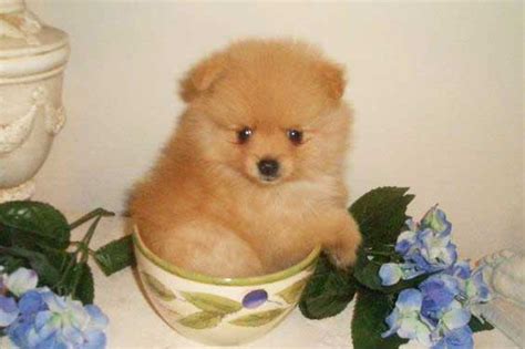 Soon, the news about the twin sisters' we did some research and got to know that the only other place where such a phenomenon is seen is in brazil. The Teacup Pomeranian: Does It Exist And, If So, It Is A ...