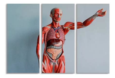 Set De 3 Cuadros Canvas Anatomia Del Cuerpo Humano 90x130cm Meses Sin