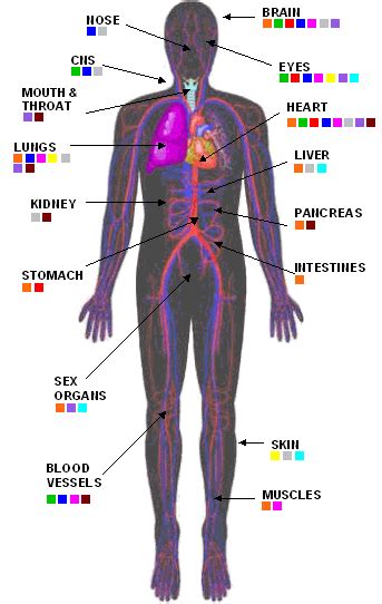 Illegal Drugs And The Human Body Worksheet