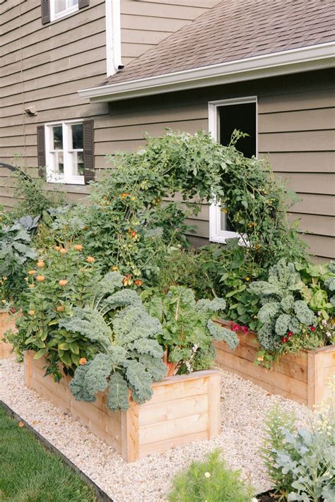 How To Grow Tomatoes On An Arch Trellis • Gardenary In 2021 Arch