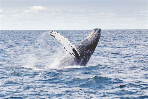 The Hermanus Whale Festival A Celebration Of Southern Right Whales In