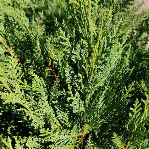 7 Gal Leyland Cypress Live Evergreen Tree Rich Green Foliage 12377