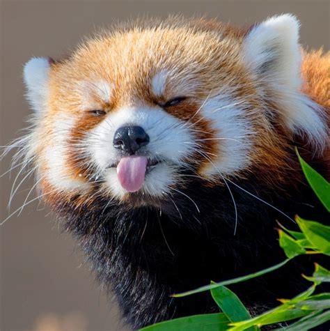 Please Follow Iloveredpandas Cheeky Little Fellow Redpanda Panda