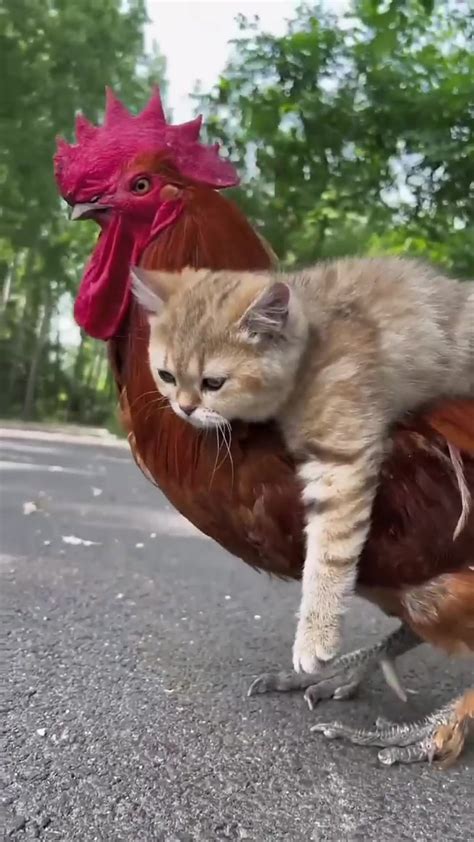cat and cock s love