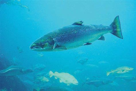 Mapping The Threat Status Of Wild Atlantic Salmon Canadian Geographic