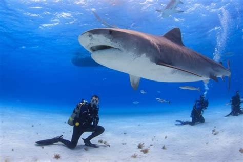 От частых контактов с людьми акулы становятся крупнее и злее