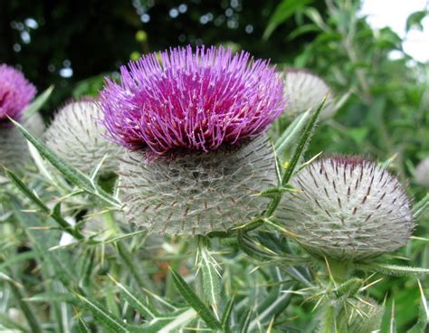 Maybe you would like to learn more about one of these? Distel im Garten Foto & Bild | pflanzen u. s.w. Bilder auf ...