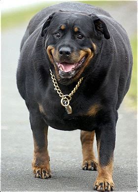 Find images of fat dog. does this dog make me look fat? part two | we're dog people