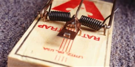 This depends on whether your home owner's policy covers wood damaging insects such as termites and carpenter ants. Brian G. Hedges : Exterminating the Pests in Your Life