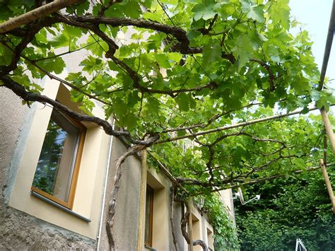 A fireplace in the garden can be dug into the ground as well as stand on the ground. Pergola am Haus selbst bauen und begrünen