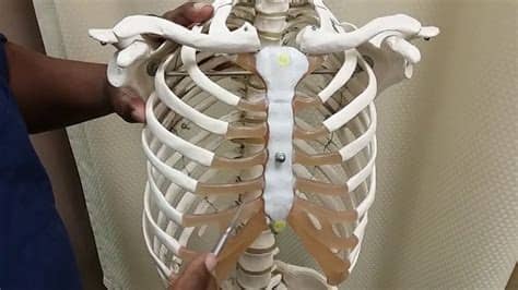 The rib cage is formed by the sternum, costal cartilage, ribs, and the bodies of the thoracic vertebrae. Sternum w/costal cartilage & ribs - YouTube