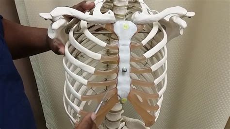 Sternum Wcostal Cartilage And Ribs Youtube