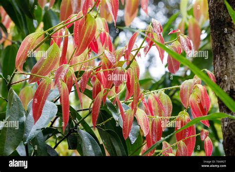 Cinnamomum Zeylanicum Hi Res Stock Photography And Images Alamy