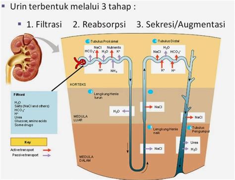 √ Proses Pembentukan Urine Secara Singkat Berserta Gambarnya