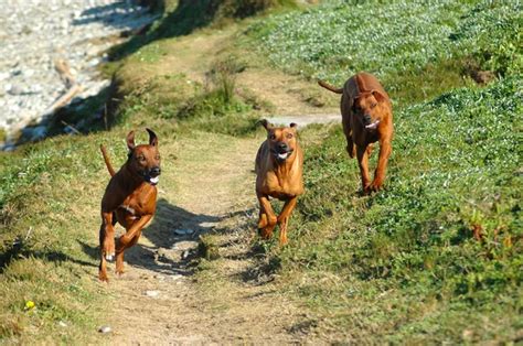 Running Rhodesian Ridgeback Hound Dog — Stock Photo © Ankevanwyk 6095990