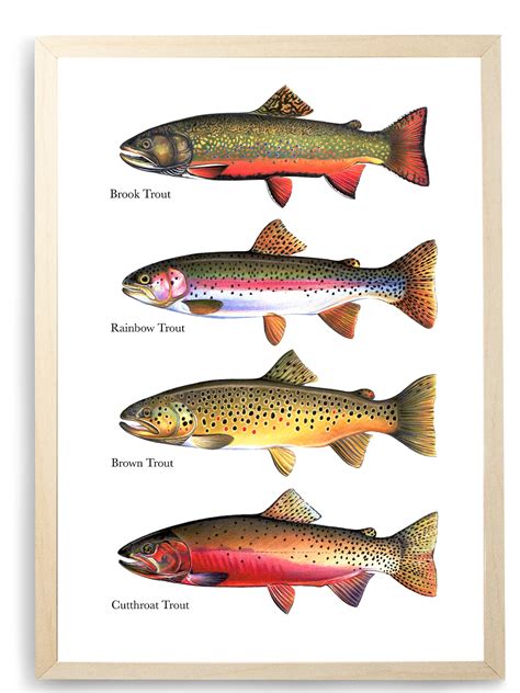 4 Trout Species Chart Print Antartoutdoors