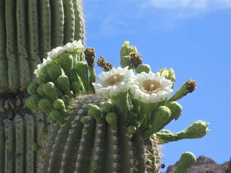 The Sonoran Desert Critters And Cactus Flowers Cactus Types Cactus