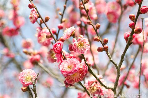 Japan Australia Plum Blossoms At Bairin Koen