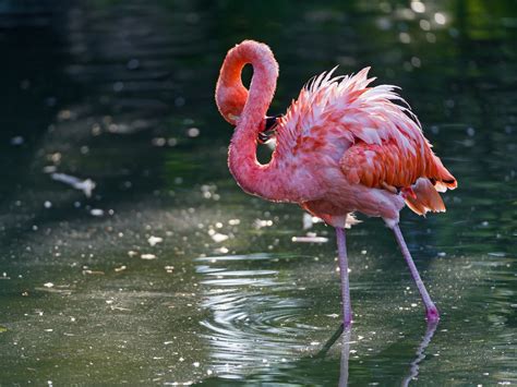 Animal Flamingo Hd Wallpaper