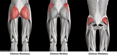 What Are Glute Muscles And Why Should You Train Them