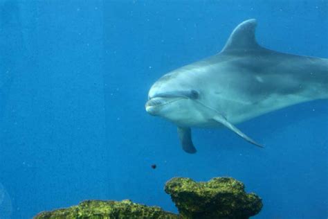 Swim With Dolphins On The Big Island Hawaii