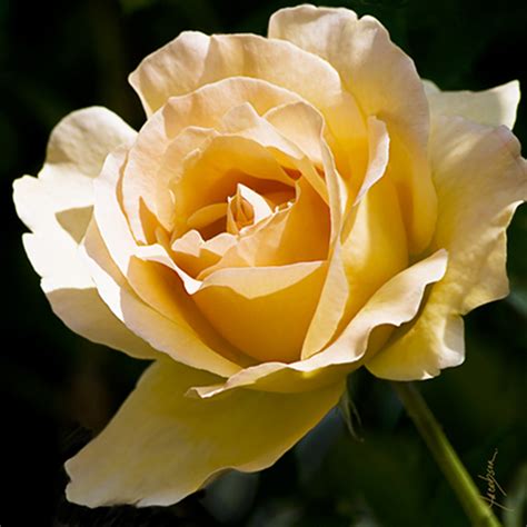Rose Flower Vitalcute