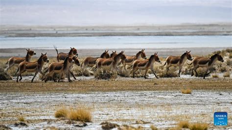 Scenery Of Ayakum Lake In Nw Chinas Xinjiang Xinhua