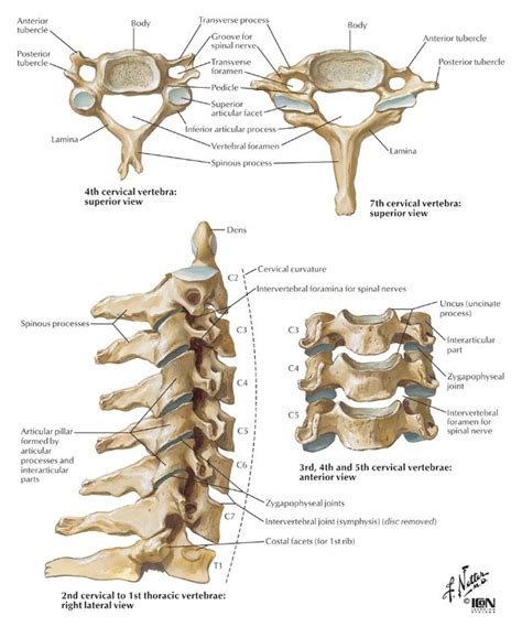 The Main Weight Of The Body Is Carried By The Vertebral Bodies And