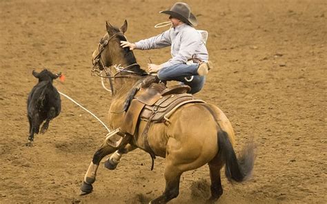 Online Crop Hd Wallpaper Rodeo Horse Competition Rope Mammal