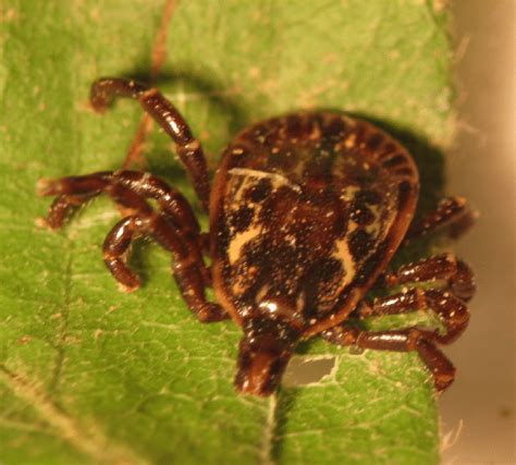 Amblyomma Ovale Male Collected In The Municipality Of Los Córdobas
